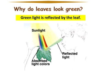 Green light is reflected by the leaf.

 