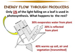 Only 1% of the light falling on a leaf is used in
photosynthesis. What happens to the rest?
30% evaporates water from plant
20% is reflected
from plant

40% warms up soil, air and
vegetation [transmitted]

 