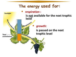  respiration :
is not available for the next trophic
level

 growth:
is passed on the next
trophic level

 