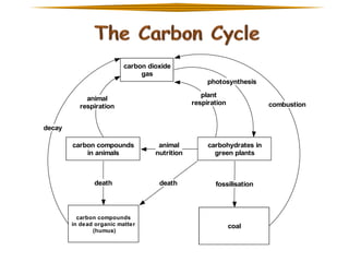 carbon dioxide
gas
photosynthesis
plant
respiration

animal
respiration

combustion

decay
carbon compounds
in animals

animal
nutrition

carbohydrates in
green plants

death

death

fossilisation

carbon compounds
in dead organic matter
(humus)

coal

 