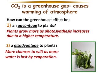 How can the greenhouse effect be:
1) an advantage to plants?
Plants grow more as photosynthesis increases
due to a higher temperature.
2) a disadvantage to plants?
More chances to wilt as more
water is lost by evaporation.

 
