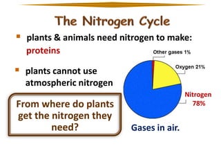  plants & animals need nitrogen to make:
proteins

 plants cannot use
atmospheric nitrogen

From where do plants
get the nitrogen they
need?

Nitrogen
78%

Gases in air.

 