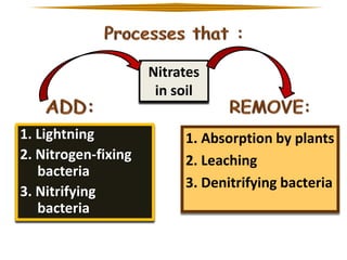 Nitrates
in soil
1. Lightning
2. Nitrogen-fixing
bacteria
3. Nitrifying
bacteria

1. Absorption by plants
2. Leaching
3. Denitrifying bacteria

 