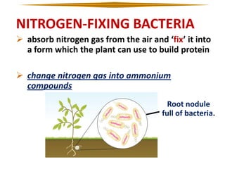 NITROGEN-FIXING BACTERIA
 absorb nitrogen gas from the air and ‘fix’ it into
a form which the plant can use to build protein
 change nitrogen gas into ammonium
compounds
Root nodule
full of bacteria.

 