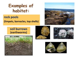 rock pools
(limpets, barnacles, top shells)

soil burrows
(earthworms)

 