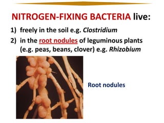 NITROGEN-FIXING BACTERIA live:
1) freely in the soil e.g. Clostridium
2) in the root nodules of leguminous plants
(e.g. peas, beans, clover) e.g. Rhizobium

Root nodules

 