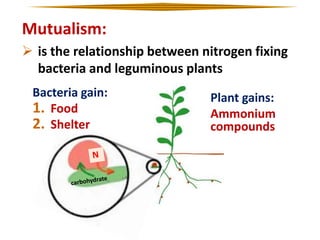 Mutualism:
 is the relationship between nitrogen fixing
bacteria and leguminous plants
Bacteria gain:
1. Food
2. Shelter

Plant gains:
Ammonium
compounds

 