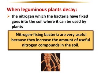 When leguminous plants decay:
 the nitrogen which the bacteria have fixed
goes into the soil where it can be used by
plants

Nitrogen-fixing bacteria are very useful
because they increase the amount of useful
nitrogen compounds in the soil.

 