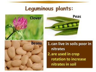 Clover

Beans

Peas

1.can live in soils poor in
nitrates
2.are used in crop
rotation to increase
nitrates in soil

 