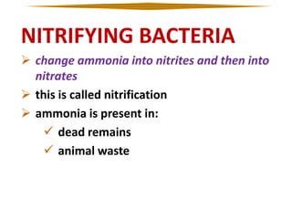 NITRIFYING BACTERIA
 change ammonia into nitrites and then into
nitrates
 this is called nitrification
 ammonia is present in:
 dead remains
 animal waste

 