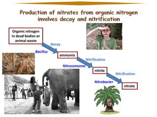 Organic nitrogen
in dead bodies or
animal waste

Bacillus

Decay
ammonia
Nitrification
Nitrosomonas
nitrite

Nitrification

Nitrobacter
nitrate

 