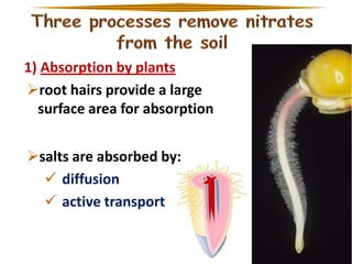 1) Absorption by plants
root hairs provide a large
surface area for absorption

salts are absorbed by:
 diffusion
 active transport

 