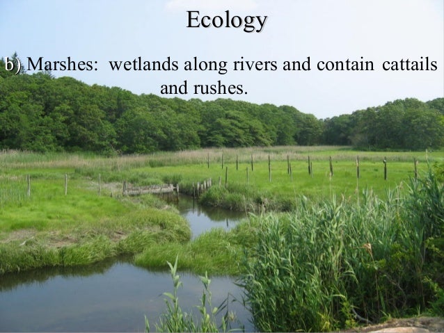 How Is Detritus Important To Wetland Ecosystems? How Is Detritus Important To Wetland Ecosystems?
