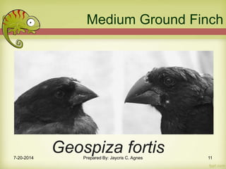Geospiza fortis
Medium Ground Finch
7-20-2014 Prepared By: Jaycris C. Agnes 11
 