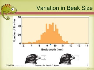 Variation in Beak Size
7-20-2014 Prepared By: Jaycris C. Agnes 12
 