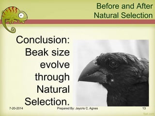 Before and After
Natural Selection
In 1978, there was a
severe drought, small
seeds declined more than
large seeds.
Small beak birds have
difficult to find seeds, and
suffered heavy mortality,
especially females.
Conclusion:
Beak size
evolve
through
Natural
Selection.7-20-2014 Prepared By: Jaycris C. Agnes 13
 