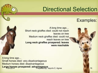 Directional Selection
Examples:
A long time ago…
Small horses died: very disadvantageous
Medium horses died: disadvantageous
Large horses prospered: advantageous
A long time ago…
Short neck giraffes died: could not reach
leaves on tree
Medium neck giraffes died: could not
reach leaves on tree
Long neck giraffes prospered: leaves
were reachable
7-20-2014 Prepared By: Jaycris C. Agnes 16
 