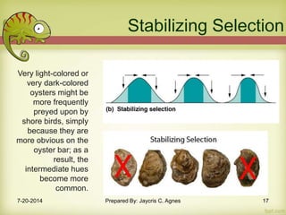 Very light-colored or
very dark-colored
oysters might be
more frequently
preyed upon by
shore birds, simply
because they are
more obvious on the
oyster bar; as a
result, the
intermediate hues
become more
common.
Stabilizing Selection
7-20-2014 Prepared By: Jaycris C. Agnes 17
 