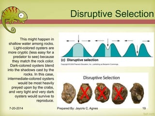 This might happen in
shallow water among rocks.
Light-colored oysters are
more cryptic (less easy for a
predator to see) because
they match the rock color.
Dark-colored oysters blend
into the shadows cast by the
rocks. In this case,
intermediate-colored oysters
would be most heavily
preyed upon by the crabs,
and very light and very dark
oysters would survive to
reproduce.
Disruptive Selection
7-20-2014 Prepared By: Jaycris C. Agnes 19
 