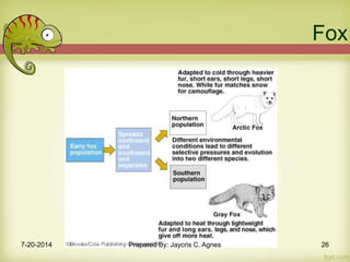 Fox
7-20-2014 Prepared By: Jaycris C. Agnes 26
 