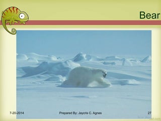 Bear
7-20-2014 Prepared By: Jaycris C. Agnes 27
 