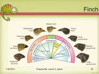 Finch
7-20-2014 Prepared By: Jaycris C. Agnes 29
 