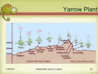 Yarrow Plant
7-20-2014 Prepared By: Jaycris C. Agnes 30
 