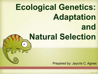 Ecological Genetics:
Adaptation
and
Natural Selection
Prepared by: Jaycris C. Agnes
 