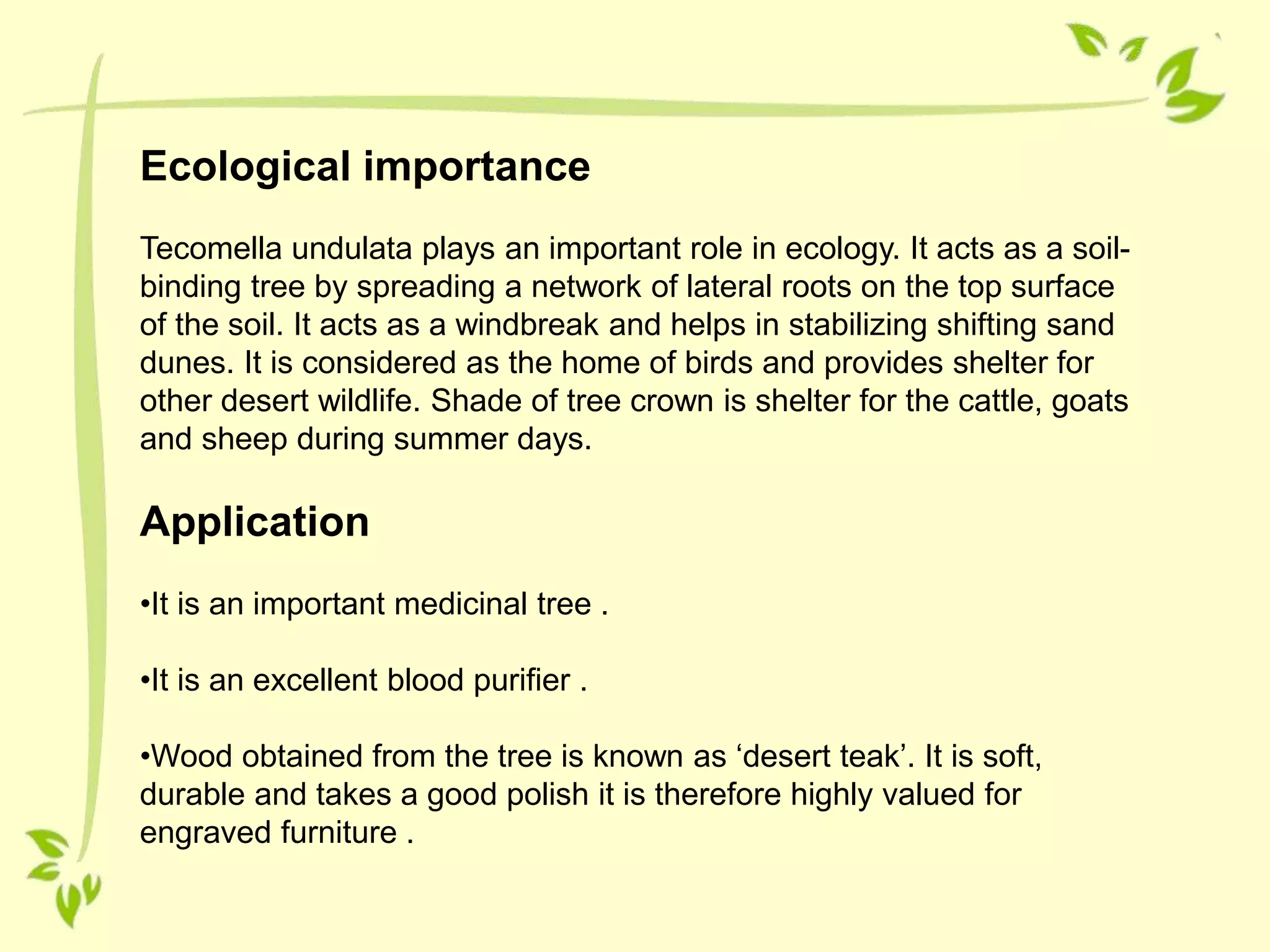 Ecological importance
Tecomella undulata plays an important role in ecology. It acts as a soil-
binding tree by spreading a network of lateral roots on the top surface
of the soil. It acts as a windbreak and helps in stabilizing shifting sand
dunes. It is considered as the home of birds and provides shelter for
other desert wildlife. Shade of tree crown is shelter for the cattle, goats
and sheep during summer days.
Application
•It is an important medicinal tree .
•It is an excellent blood purifier .
•Wood obtained from the tree is known as ‘desert teak’. It is soft,
durable and takes a good polish it is therefore highly valued for
engraved furniture .
 