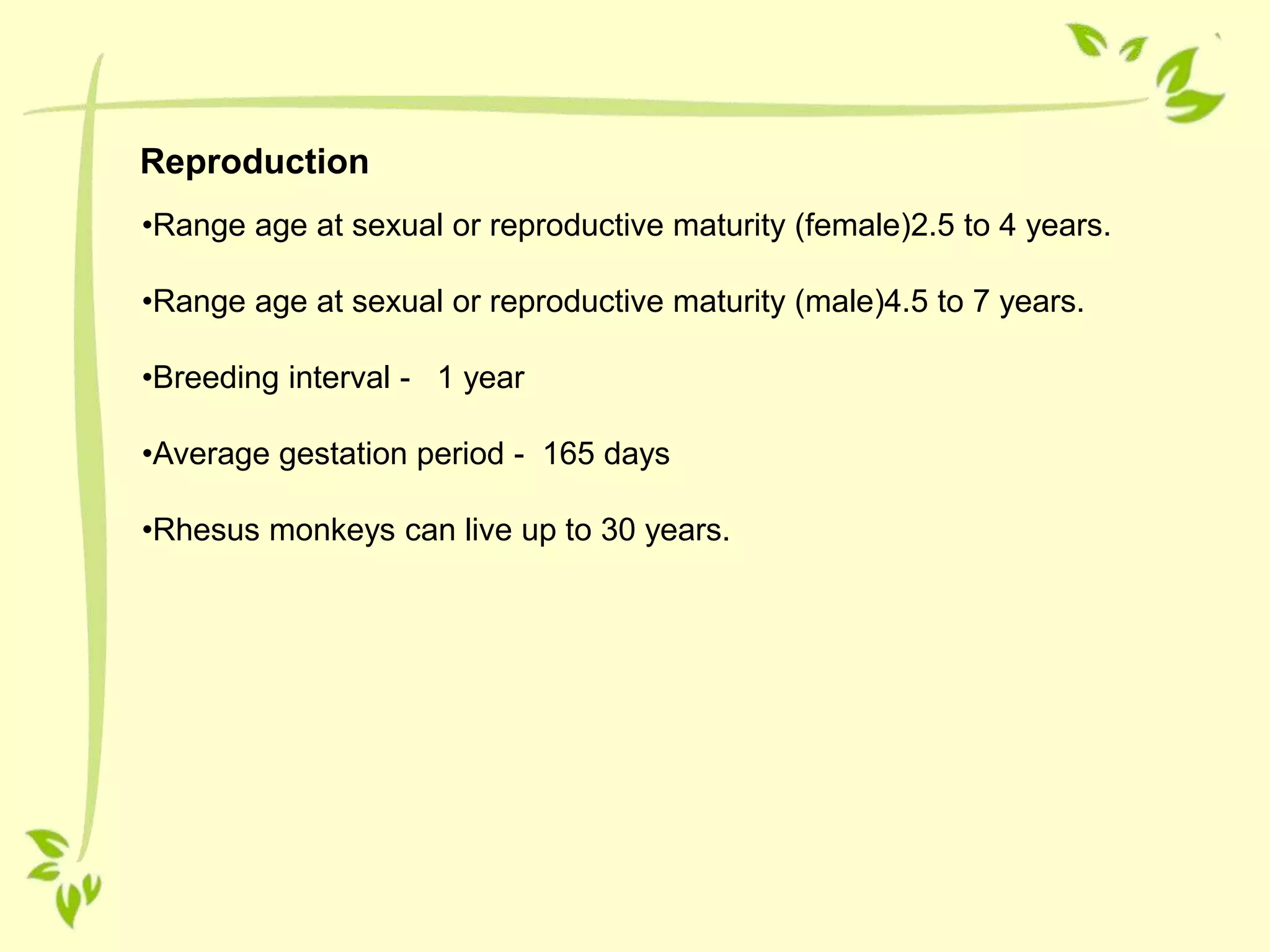 Reproduction
•Range age at sexual or reproductive maturity (female)2.5 to 4 years.
•Range age at sexual or reproductive maturity (male)4.5 to 7 years.
•Breeding interval - 1 year
•Average gestation period - 165 days
•Rhesus monkeys can live up to 30 years.
 