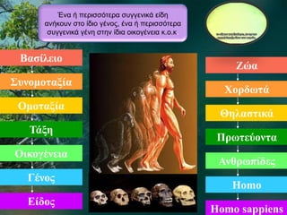 Βασίλειο
Συνομοταξία
Ομοταξία
Τάξη
Οικογένεια
Γένος
Είδος
Ζώα
Χορδωτά
Θηλαστικά
Πρωτεύοντα
Ανθρωπίδες
Homo
Homo sappiens
Ένα ή περισσότερα συγγενικά είδη
ανήκουν στο ίδιο γένος, ένα ή περισσότερα
συγγενικά γένη στην ίδια οικογένεια κ.ο.κ.
 