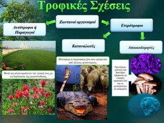 Ζωντανοί οργανισμοί
Αυτότροφοι ή
Παραγωγοί
Ετερότροφοι
Καταναλωτές Αποικοδομητές
Φυτά και φύκη παράγουν την τροφή τους με
τη διαδικασία της φωτοσύνθεσης
Πρωτόζωα,
μύκητες και
βακτήρια
τρέφονται με
«νεκρή»
οργανική ύλη
και τη
μετατρέπουν
σε ανόργανη
Φυτοφάγα ή σαρκοφάγα ζώα που τρέφονται
από άλλους οργανισμούς.
 