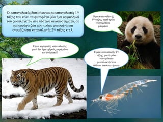 Οι καταναλωτές διακρίνονται σε καταναλωτές 1ης
τάξης που είναι τα φυτοφάγα ζώα ή οι οργανισμοί
του ζωοπλαγκτόν στα υδάτινα οικοσυστήματα, σε
σαρκοφάγα ζώα που τρώνε φυτοφάγα και
ονομάζονται καταναλωτές 2ης τάξης κ.τ.λ.
Είμαι καταναλωτής
1ης τάξης, γιατί τρώω
νοστιμότατα
μπαμπού
Είμαι καταναλωτής 1ης
τάξης, γιατί τρώω
νοστιμότατο
φυτοπλακτόν στα
υδάτινα οικοσυστήματα.
Είμαι κορυφαίος καταναλωτής
γιατί δεν έχω εχθρούς παρά μόνο
τον άνθρωπο!!
 