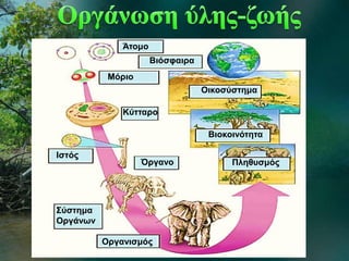 Μόριο
Κύτταρο
Όργανο
Ιστός
Σύστημα
Οργάνων
Οργανισμός
Πληθυσμός
Βιοκοινότητα
Οικοσύστημα
Βιόσφαιρα
Άτομο
 