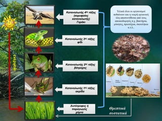 ενέργεια
Αυτότροφος ή
παραγωγός
χόρτα
Καταναλωτής 1ης τάξης
ακρίδα
Καταναλωτής 2ης τάξης
βάτραχος
Καταναλωτής 4ης τάξης
(κορυφαίος
καταναλωτής)
Γεράκι
Τελικά όλοι οι οργανισμοί
πεθαίνουν και η νεκρή οργανική
ύλη αποσυντίθεται από τους
αποικοδομητές π.χ. βακτήρια,
μύκητες, πρωτόζωα, σκουλήκια
κ.τ.λ..
Καταναλωτής 3ης τάξης
φίδι
Θρεπτικά
συστατικά
 