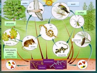 γεράκι
βελανιδιά
Απλές χημικές
ουσίες π.χ.
ενώσεις
αζώτου, θείου
ποντίκι
σαλαμάνδρα
φίδι
κουκουνάρι
σκαθάρι
πουλί
αποικοδομητές
βακτήρια μύκητες
βελανίδι
 