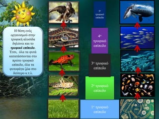 Η θέση ενός
οργανισμού στην
τροφική αλυσίδα
δηλώνει και το
τροφικό επίπεδο.
Έτσι, όλα τα φυτά
κατατάσσονται στο
πρώτο τροφικό
επίπεδο, όλα τα
φυτοφάγα ζώα στο
δεύτερο κ.τ.λ.
1ο τροφικό
επίπεδο
2ο τροφικό
επίπεδο
3ο τροφικό
επίπεδο
4ο
τροφικό
επίπεδο
5ο
τροφικό
επίπεδο
 