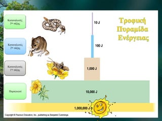Καταναλωτές
3ης τάξης
Καταναλωτές
2ης τάξης
Καταναλωτές
1ης τάξης
Παραγωγοί
 