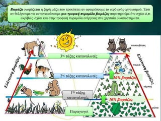 Βιομάζα ονομάζεται η ξηρή μάζα που προκύπτει αν αφαιρέσουμε το νερό ενός οργανισμού. Έτσι
αν θελήσουμε να κατασκευάσουμε μια τροφική πυραμίδα βιομάζας παρατηρούμε ότι ισχύει ό,τι
ακριβώς ισχύει και στην τροφική πυραμίδα ενέργειας στα χερσαία οικοσυστήματα.
3ης τάξης καταναλωτές
2ης τάξης καταναλωτές
1ης τάξης
καταναλωτές
Παραγωγοί
10% βιομάζας
10% βιομάζας
 