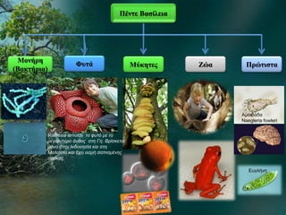 Πέντε Βασίλεια
Μονήρη
(Βακτήρια)
ΠρώτισταΜύκητεςΦυτά Ζώα
Rafflesia arnoldii το φυτό με το
μεγαλύτερο άνθος στη Γη. Βρίσκεται
μόνο στην Ινδονησία και στη
Μαλαισία και έχει οσμή σαπισμένης
σάρκας.
Αμοιβάδα
Naegleria fowleri
Ευγλήνη
 