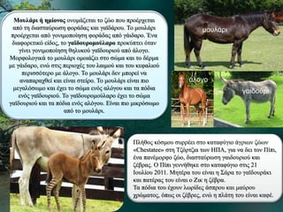 Μουλάρι ή ημίονος ονομάζεται το ζώο που προέρχεται
από τη διασταύρωση φοράδας και γαϊδάρου. Το μουλάρι
προέρχεται από γονιμοποίηση φοράδας από γάιδαρο. Ένα
διαφορετικό είδος, το γαϊδουρομούλαρο προκύπτει όταν
γίνει γονιμοποίηση θηλυκού γαϊδουριού από άλογο.
Μορφολογικά το μουλάρι ομοιάζει στο σώμα και το δέρμα
με γάιδαρο, ενώ στις περιοχές του λαιμού και του κεφαλιού
περισσότερο με άλογο. Το μουλάρι δεν μπορεί να
αναπαραχθεί και είναι στείρο. Το μουλάρι είναι πιο
μεγαλόσωμο και έχει το σώμα ενός αλόγου και τα πόδια
ενός γαϊδουριού. Το γαϊδουρομούλαρο έχει το σώμα
γαϊδουριού και τα πόδια ενός αλόγου. Είναι πιο μικρόσωμο
από το μουλάρι.
Πλήθος κόσμου συρρέει στο καταφύγιο άγριων ζώων
«Chestatee» στη Τζόρτζια των ΗΠΑ, για να δει τον Πίπι,
ένα πανέμορφο ζώο, διασταύρωση γαιδουριού και
ζέβρας. Ο Πίπι γεννήθηκε στο καταφύγιο στις 21
Ιουλίου 2011. Μητέρα του είναι η Σάρα το γαϊδουράκι
και πατέρας του είναι ο Ζικ η ζέβρα.
Τα πόδια του έχουν λωρίδες άσπρου και μαύρου
χρώματος, όπως οι ζέβρες, ενώ η πλάτη του είναι καφέ.
μουλάρι
άλογο
γαιδούρι
 