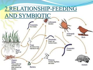 2.RELATIONSHIP-FEEDING
AND SYMBIOTIC
 