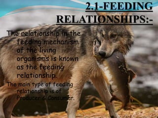 The relationship in the
feeding mechanism
of the living
organisms is known
as the feeding
relationship.
The main type of feeding
relationship is of
Producer & Consumer.
 