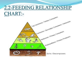 2.2-FEEDING RELATIONSHIP
CHART:-
 