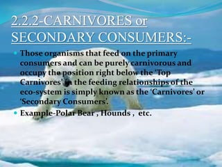 2.2.2-CARNIVORES or
SECONDARY CONSUMERS:-
 Those organisms that feed on the primary
consumers and can be purely carnivorous and
occupy the position right below the ‘Top
Carnivores’ in the feeding relationships of the
eco-system is simply known as the ‘Carnivores’ or
‘Secondary Consumers’.
 Example-Polar Bear , Hounds , etc.
 