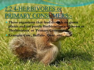 2.2.4-HERBIVORES or
PRIMARY CONSUMERS:-
 Those organisms that feed directly on green
plants and are purely Herbivorous are known as
‘Herbivorous’ or ‘Primary Consumers’.
 Example-Cow , Buffalo , Deer , etc.
 