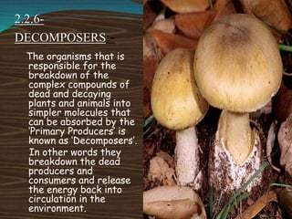 2.2.6-
DECOMPOSERS:-
The organisms that is
responsible for the
breakdown of the
complex compounds of
dead and decaying
plants and animals into
simpler molecules that
can be absorbed by the
‘Primary Producers’ is
known as ‘Decomposers’.
In other words they
breakdown the dead
producers and
consumers and release
the energy back into
circulation in the
environment.
 