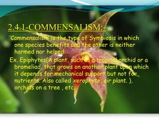 2.4.1-COMMENSALISM:-
‘Commensalism’ is the type of Symbiosis in which
one species benefits and the other is neither
harmed nor helped.
Ex. Epiphytes(A plant, such as a tropical orchid or a
bromeliad, that grows on another plant upon which
it depends for mechanical support but not for
nutrients. Also called xerophyte, air plant. ),
orchids on a tree , etc.
 