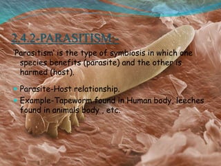 2.4.2-PARASITISM:-
‘Parasitism’ is the type of symbiosis in which one
species benefits (parasite) and the other is
harmed (host).
 Parasite-Host relationship.
 Example-Tapeworm found in Human body, leeches
found in animals body , etc.
 