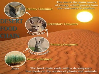 DESERT
FOOD
CHAIN
 